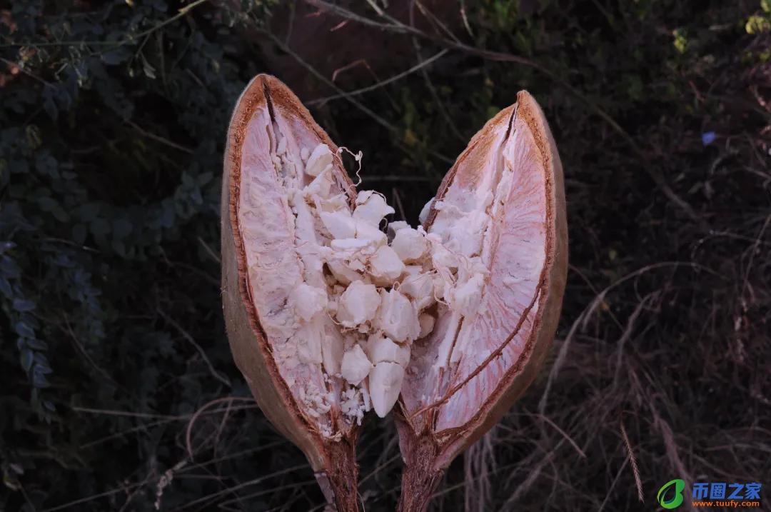 长颈鹿吃什么食物（长颈鹿吃什么食物为生）