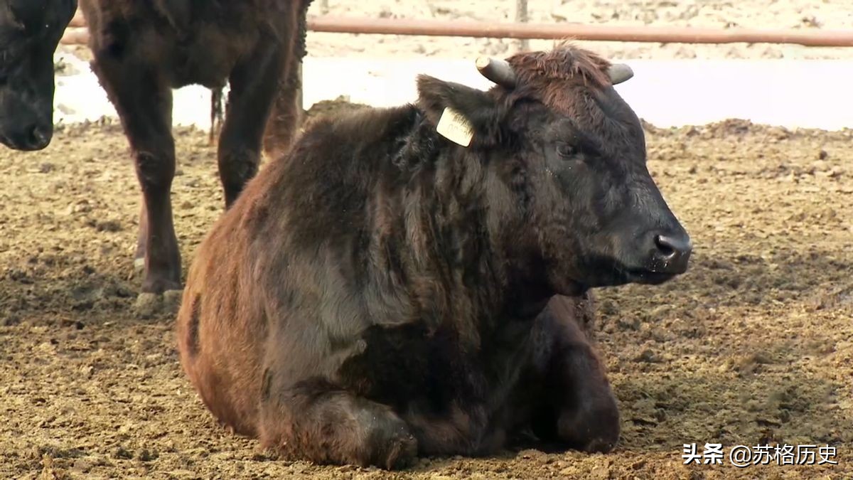 玉米压片的价格（买小型玉米压片设备多少钱）