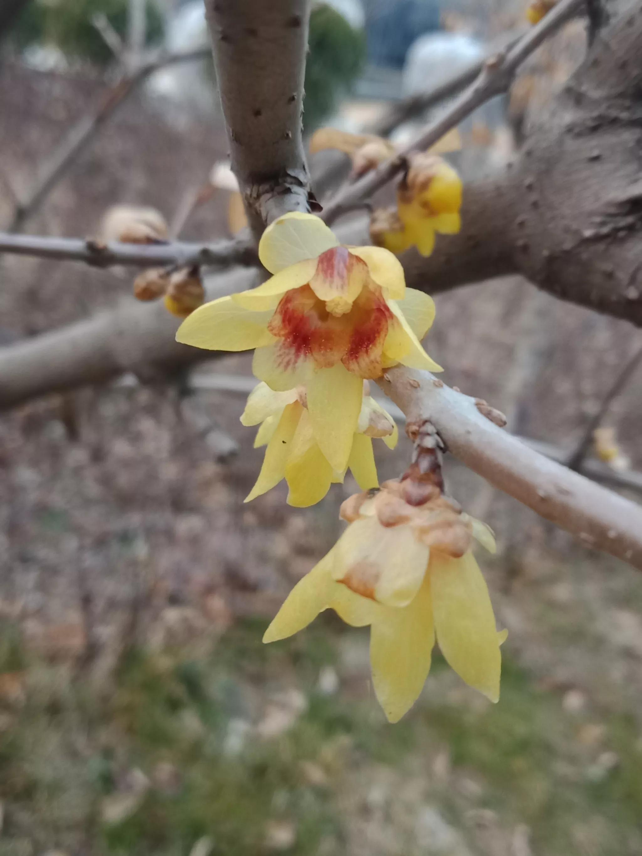 腊梅什么时候开花（红梅和腊梅什么时候开花）