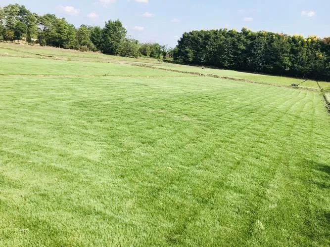 未来10大暴利种植（未来10大暴利种植荒山栽什么树利润高）