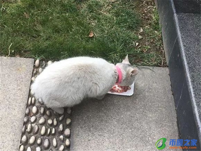 流浪猫喂什么吃的（流浪猫喂什么吃的没有猫粮）
