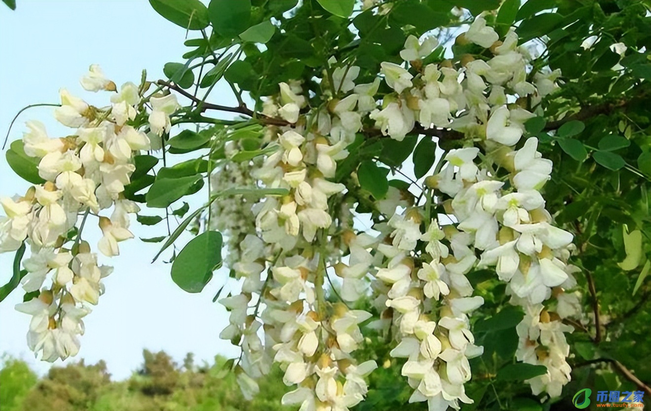 家里可以种桃树吗（家里可以种桃树吗风水）