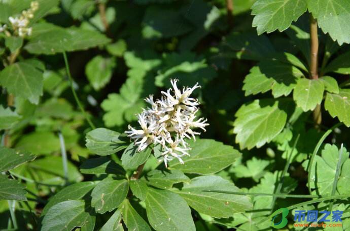 青草的拼音怎么写(青草的拼音怎么写的拼音)