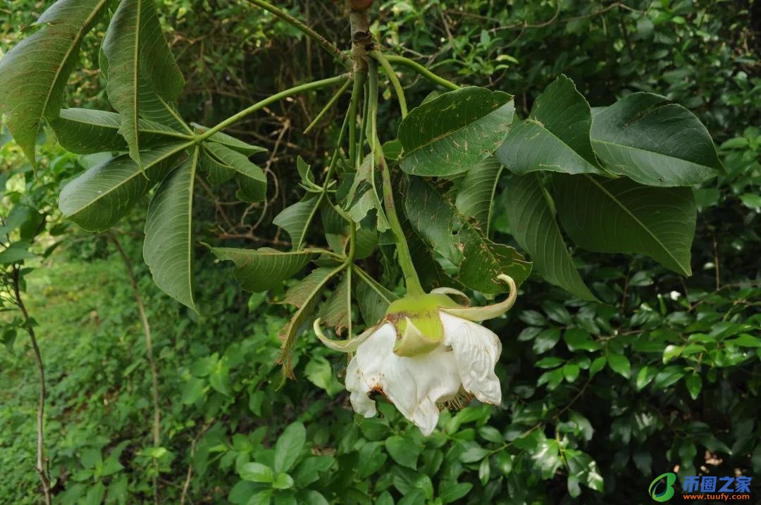 长颈鹿吃什么食物（长颈鹿吃什么食物为生）