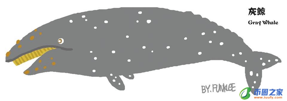 鲸鱼和海豚的区别（鲸鱼和海豚的区别在哪里）