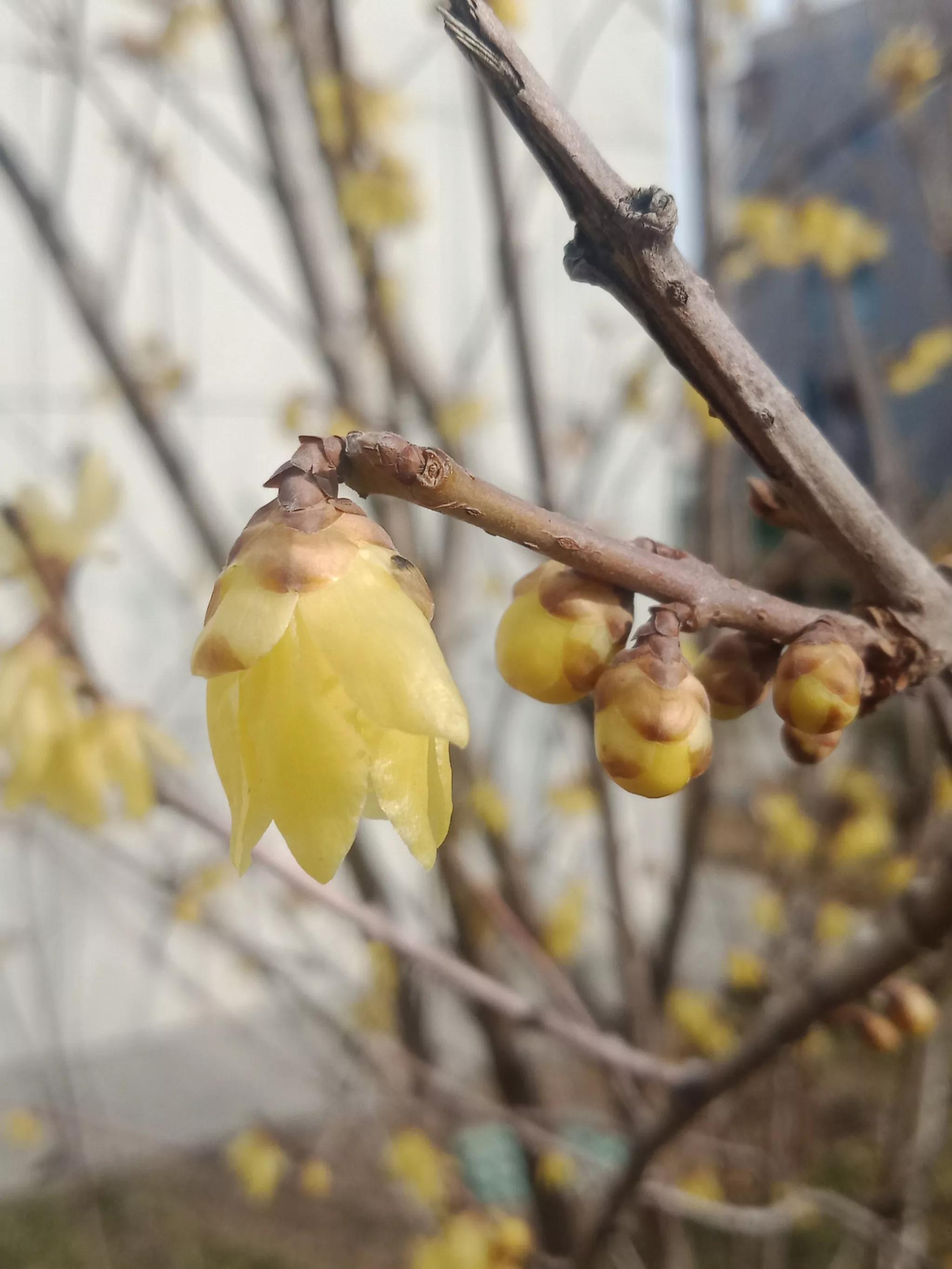 腊梅什么时候开花（红梅和腊梅什么时候开花）