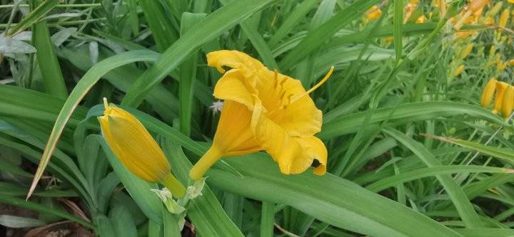 萱草花歌词完整版（萱草花歌词完整版简谱）