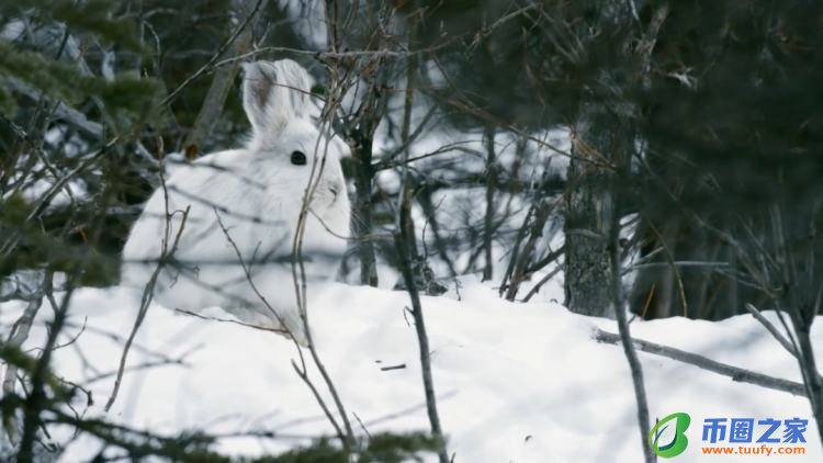 兔子多久发一次情（兔子几个月发一次情）