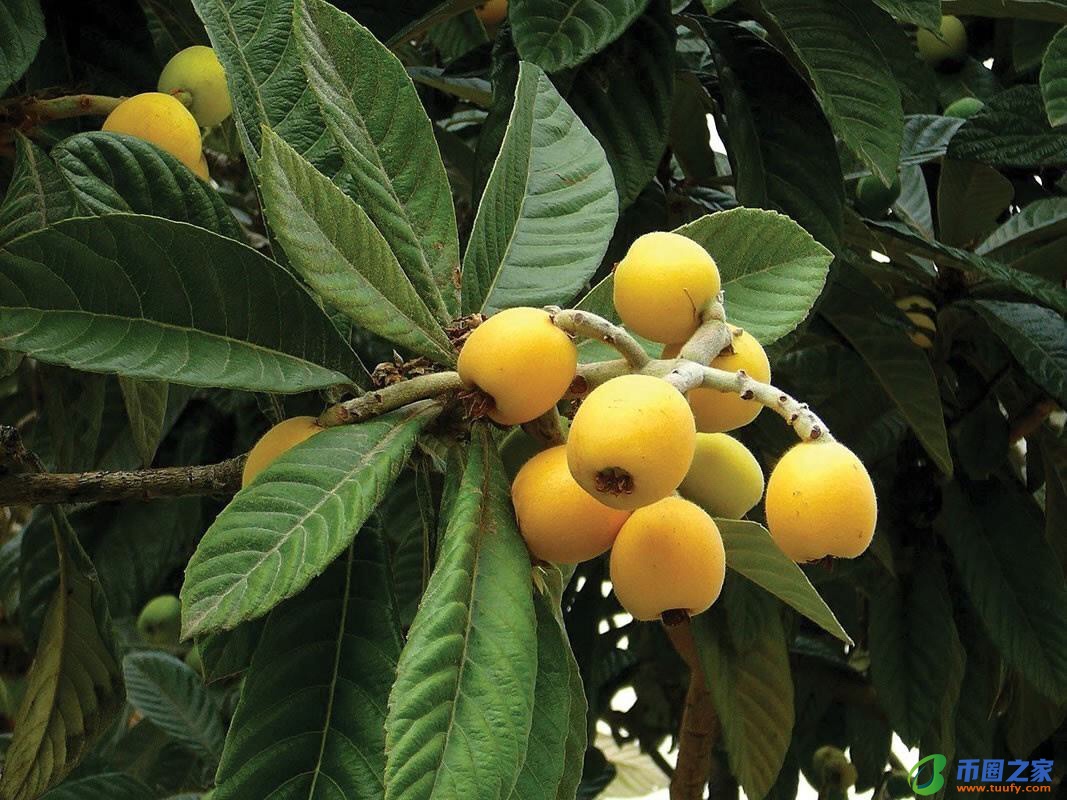 枇杷的读音是什么（枇杷的正确读音）