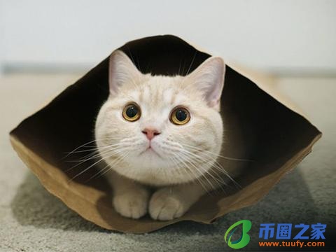猫可以吃什么水果（猫咪恨主人的十种表现）1