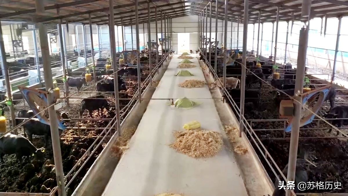 玉米压片的价格（买小型玉米压片设备多少钱）