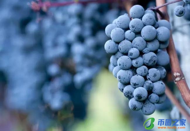葡萄什么时候成熟(南方葡萄什么时候成熟)