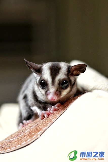 蜜袋鼯多少钱一只（学生党最适合养的宠物）3