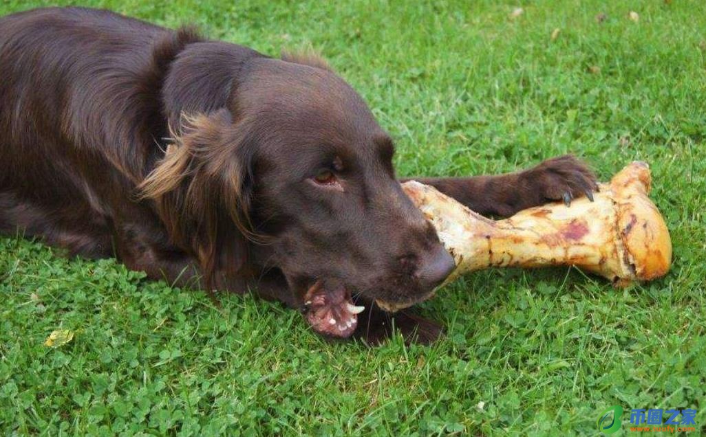 狗狗可以吃猪肝吗（狗狗一日三餐健康食谱）4