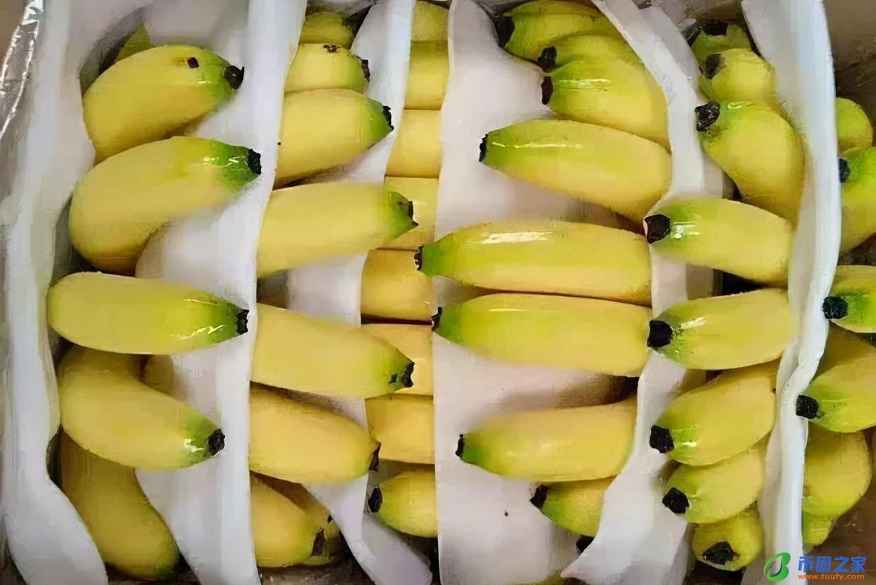 香蕉什么时候成熟（荔枝什么时候成熟）