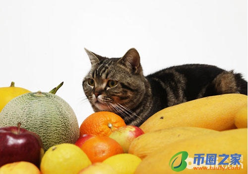 猫可以吃什么水果（猫咪恨主人的十种表现）