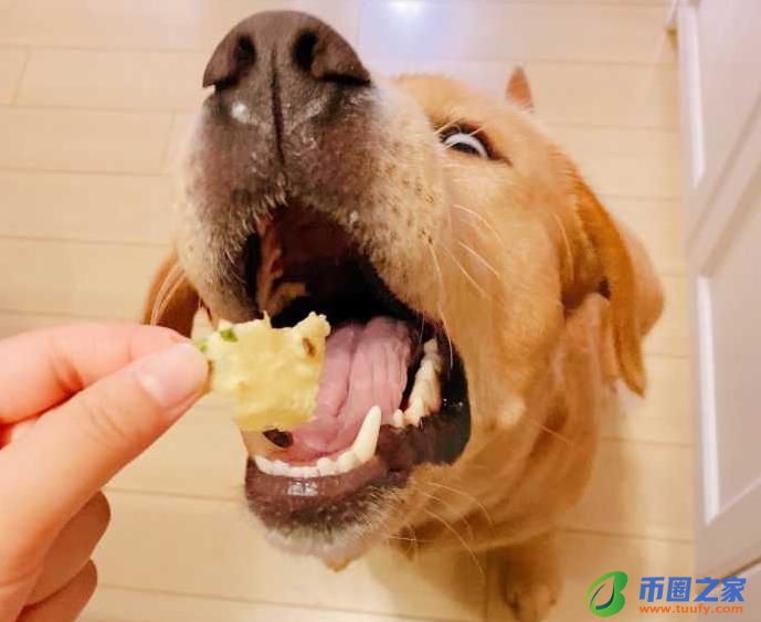 狗狗可以吃猪肝吗（狗狗一日三餐健康食谱）8