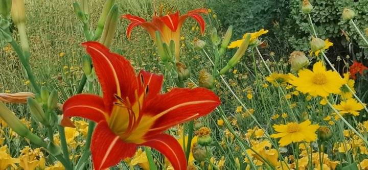 萱草花歌词完整版（萱草花歌词完整版简谱）