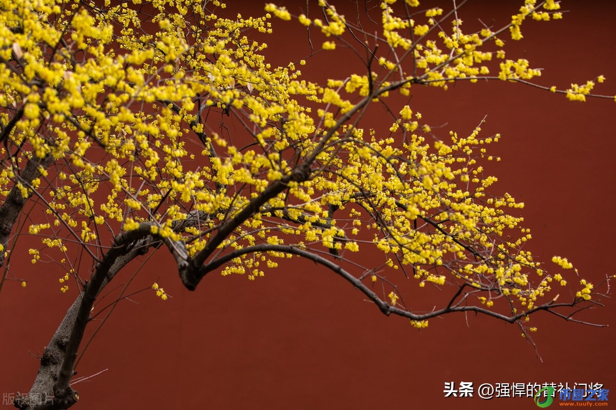 凌波仙子是什么花（凌波仙子是哪种花的别称）