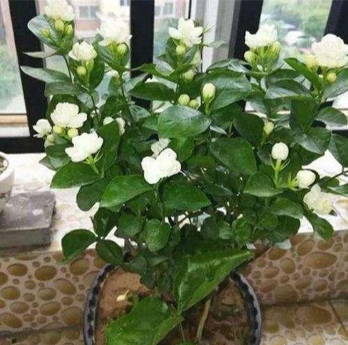 茉莉花适合在室内养吗（茉莉花在家怎样养）