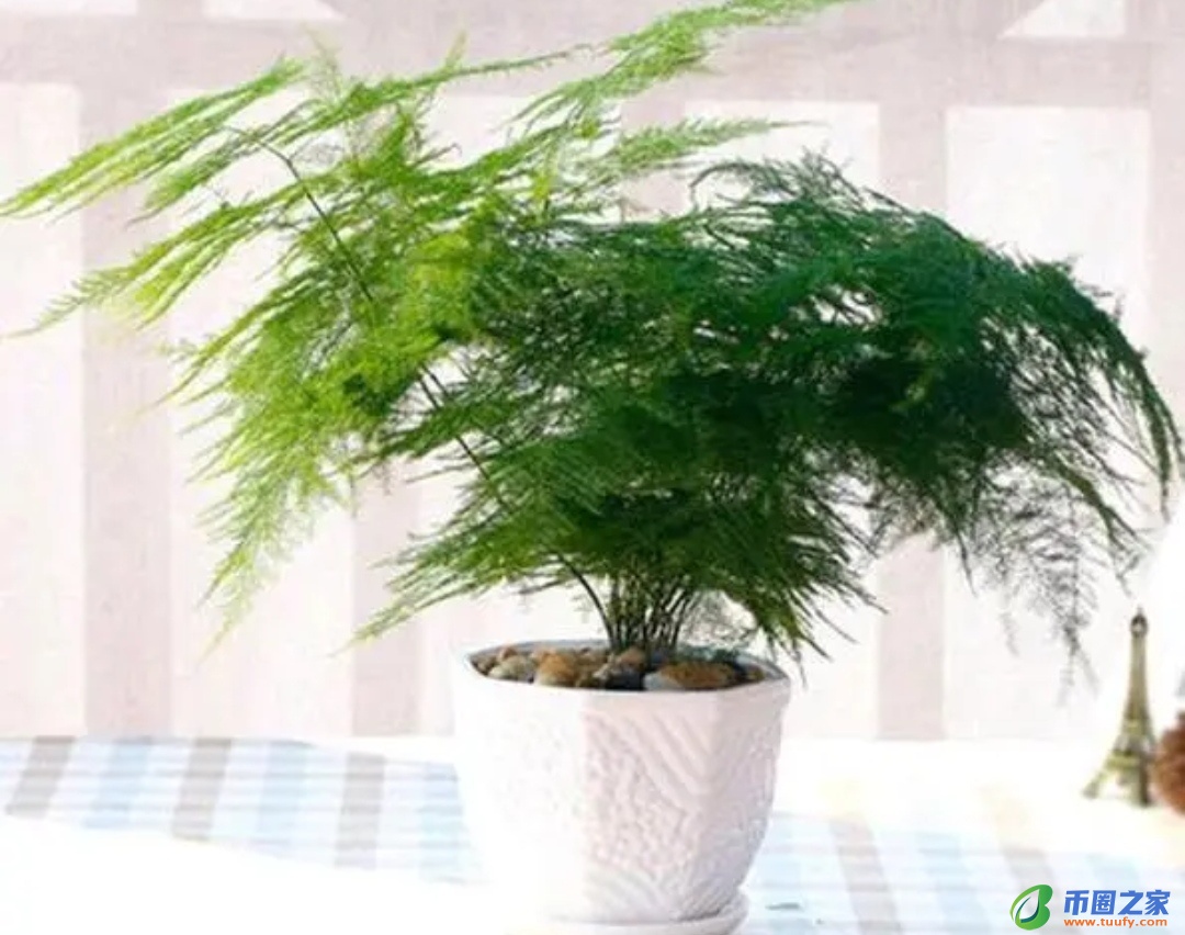 虎皮兰放在卧室好吗（虎皮兰晚上释放氧气还是二氧化碳）4