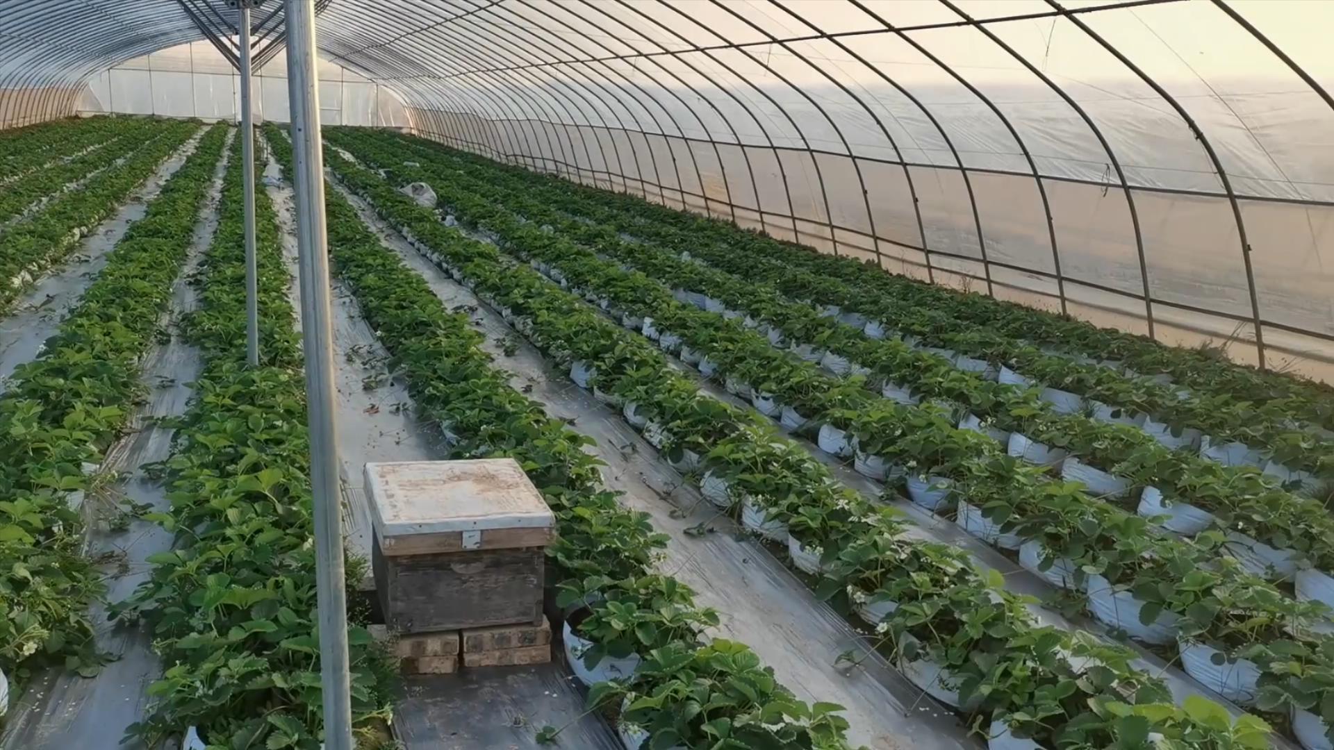 几月份种草莓苗最合适（几月份种草莓最合适）4