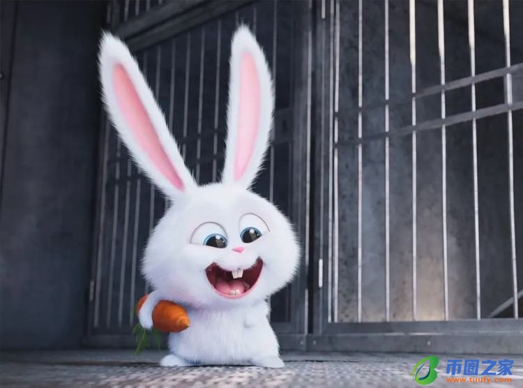 兔子多久发一次情（兔子几个月发一次情）