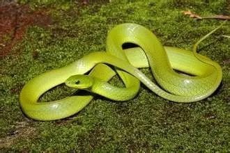 四大仙是什么动物（东北四大仙是什么动物）2