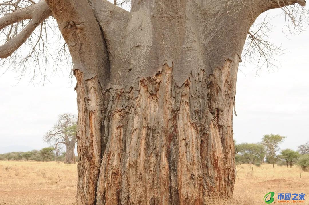 长颈鹿吃什么食物（长颈鹿吃什么食物为生）