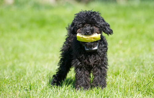 狗狗可以吃的蔬菜（狗狗可以吃的蔬菜水果）5