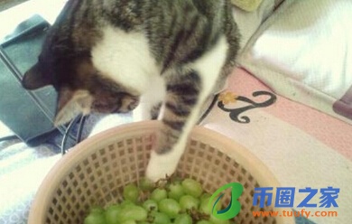 猫可以吃什么水果（猫咪恨主人的十种表现）3