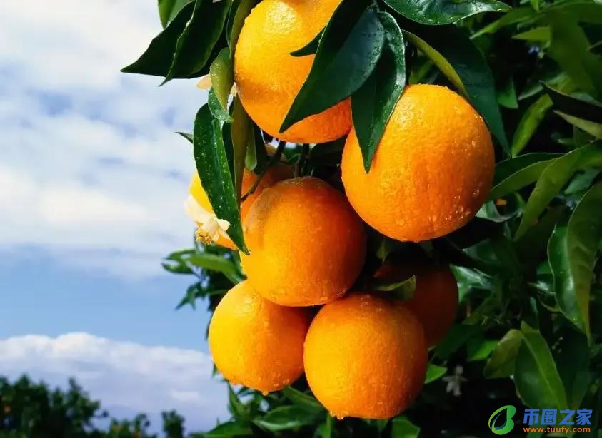 供品一般买几样东西（供佛最怕三种水果）