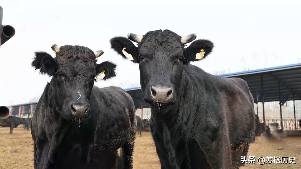 玉米压片的价格（买小型玉米压片设备多少钱）