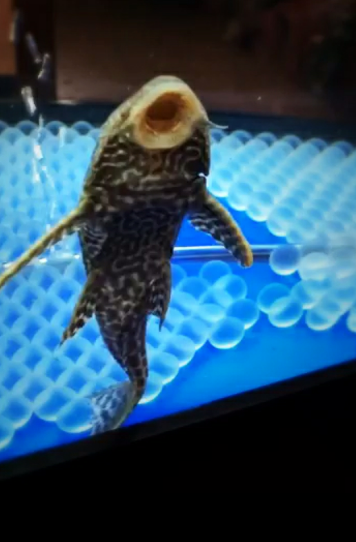 锦鲤混养最佳搭配（鱼缸养锦鲤最忌讳7件事）