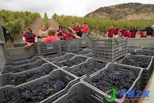 葡萄什么时候成熟(南方葡萄什么时候成熟)