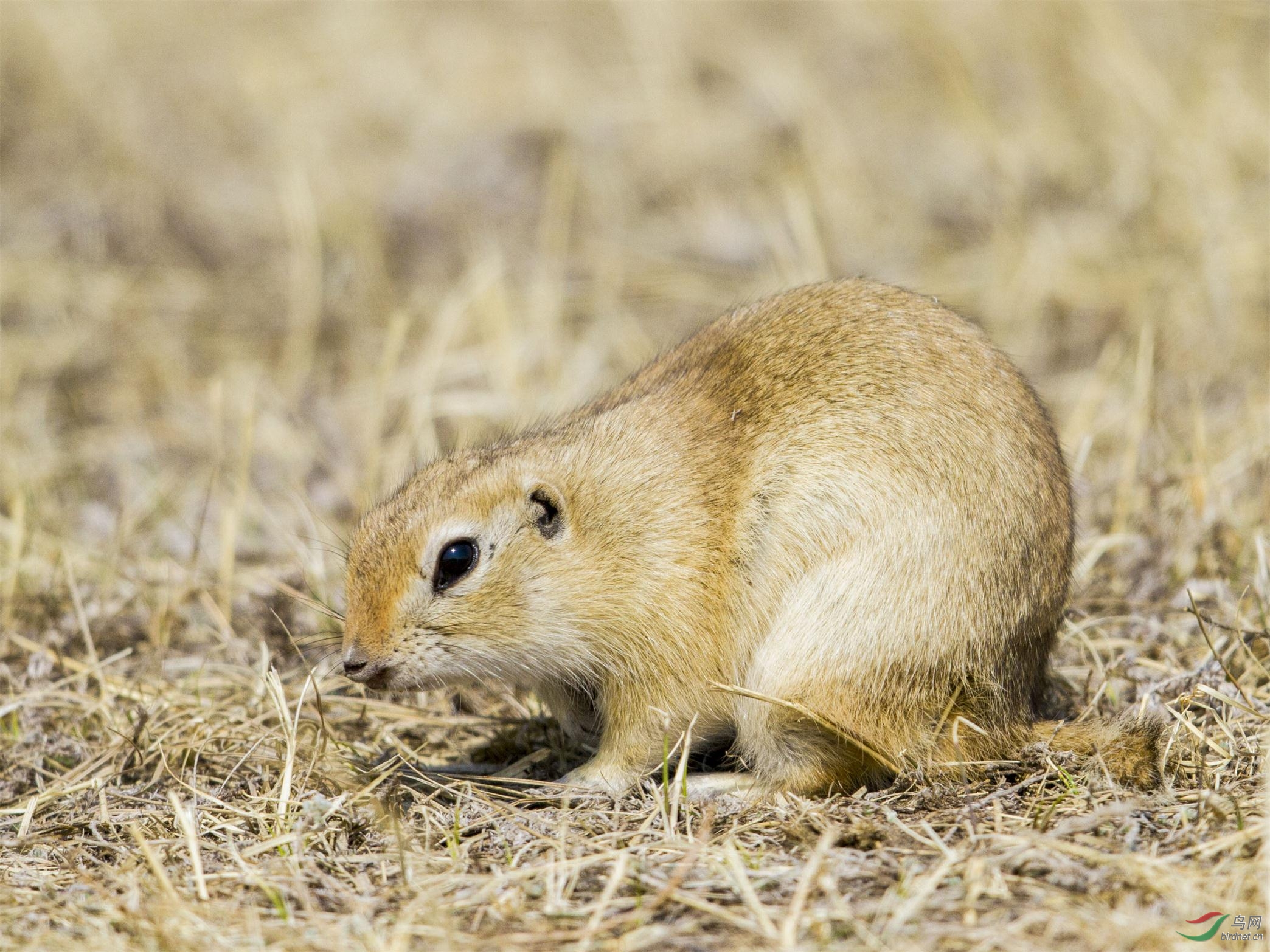 四大仙是什么动物（东北四大仙是什么动物）12