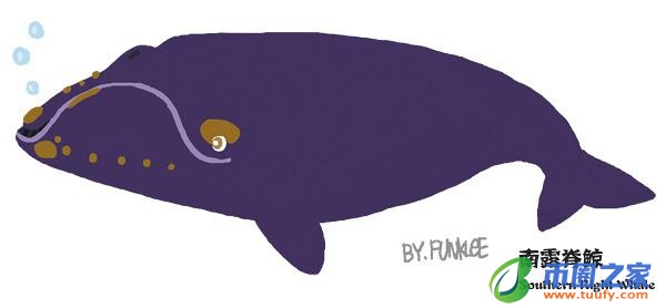 鲸鱼和海豚的区别（鲸鱼和海豚的区别在哪里）