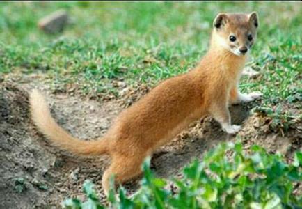 四大仙是什么动物（东北四大仙是什么动物）5