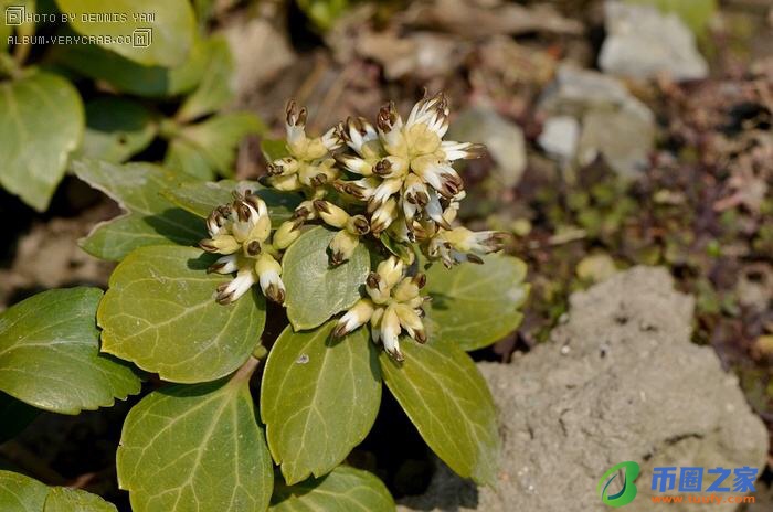 青草的拼音怎么写（青草的拼音怎么写的拼音）
