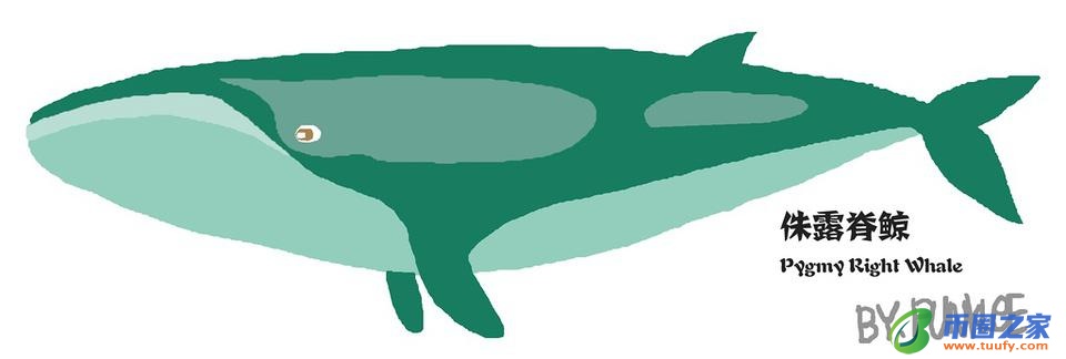 鲸鱼和海豚的区别（鲸鱼和海豚的区别在哪里）