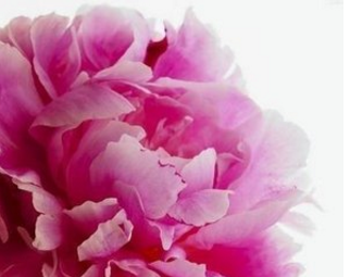 古代对牡丹的雅称（古代对牡丹花的别称）