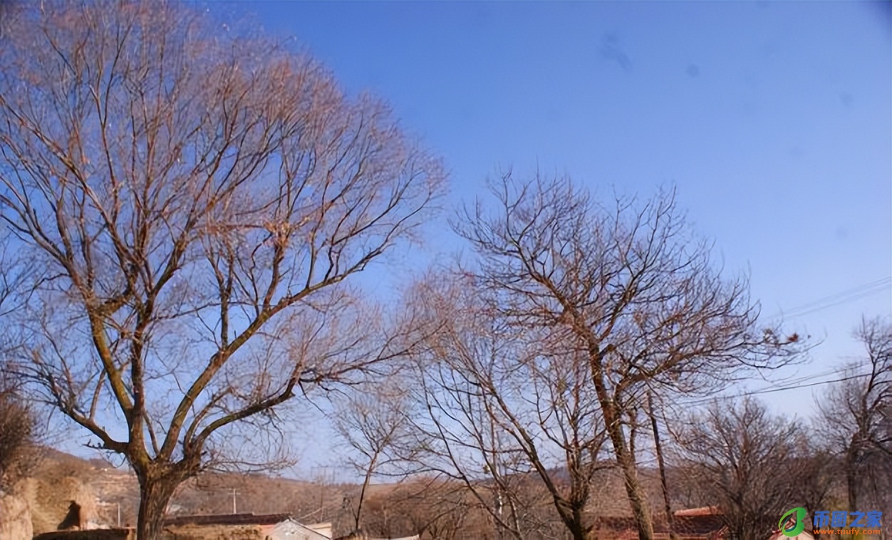 家里可以种桃树吗（家里可以种桃树吗风水）