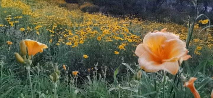 萱草花歌词完整版（萱草花歌词完整版简谱）