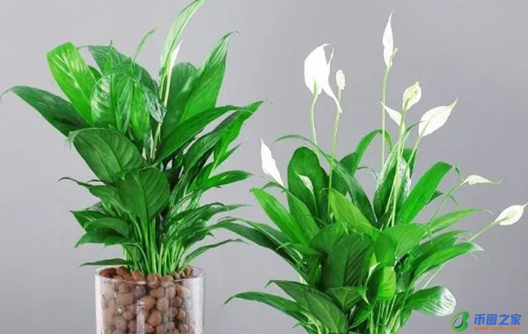 虎皮兰放在卧室好吗（虎皮兰晚上释放氧气还是二氧化碳）8