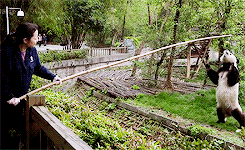 大熊猫最爱吃什么（大熊猫最爱吃什么肉）