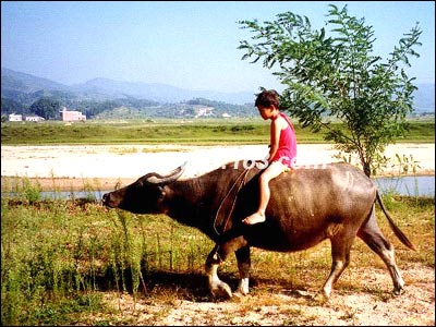 最经典的十首儿歌(3一6岁儿歌100首)