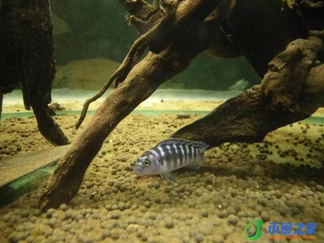 色母片是什么东西（色母片是什么东西代替品）