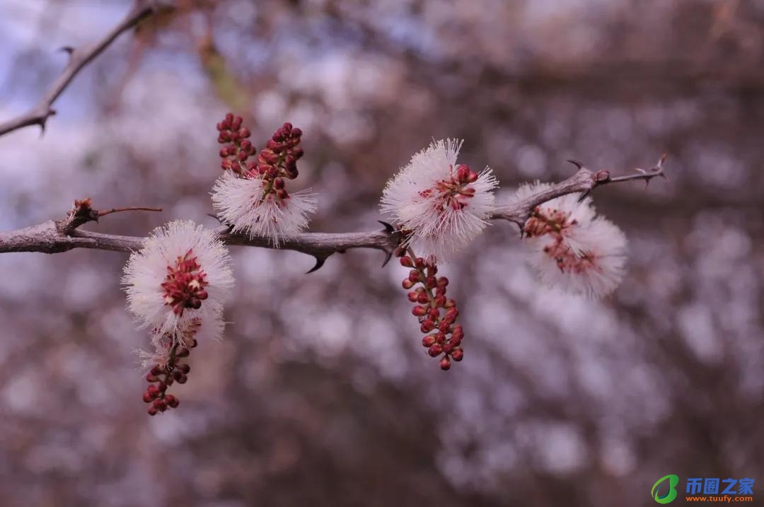 长颈鹿吃什么食物（长颈鹿吃什么食物为生）