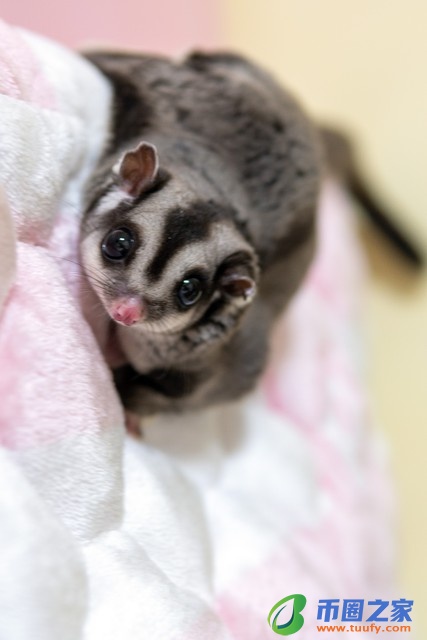 蜜袋鼯多少钱一只（学生党最适合养的宠物）2