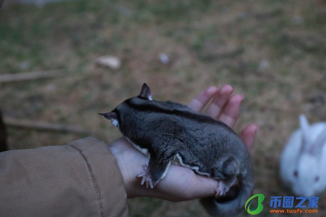 蜜袋鼯多少钱一只（学生党最适合养的宠物）10